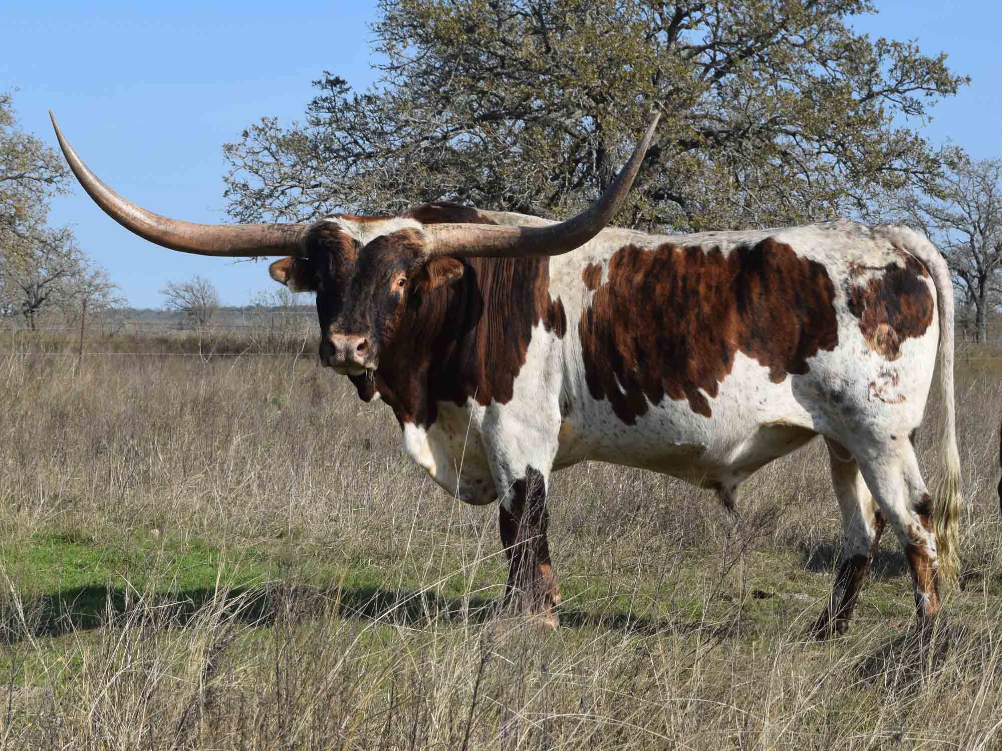 Rocking O Ranch King Cowboy